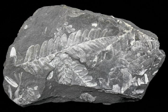 Wide Fossil Seed Fern Plate - Pennsylvania #73159